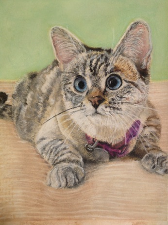 Cosette - Tabby - pastel painting